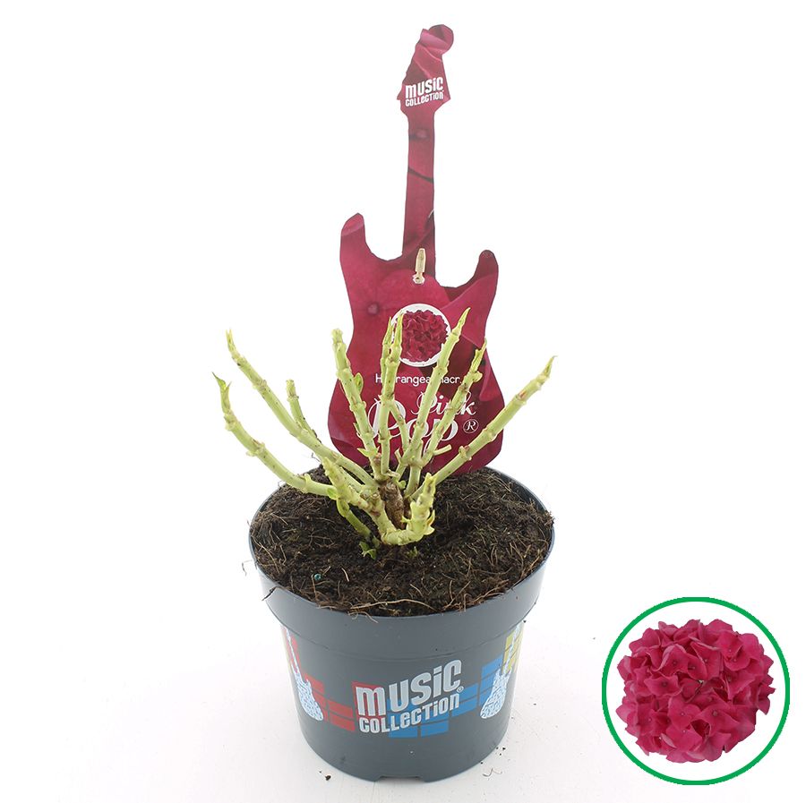 Hydrangea macr. Music Collection® 'Pink Punk'® C2 (17cm.), D 17