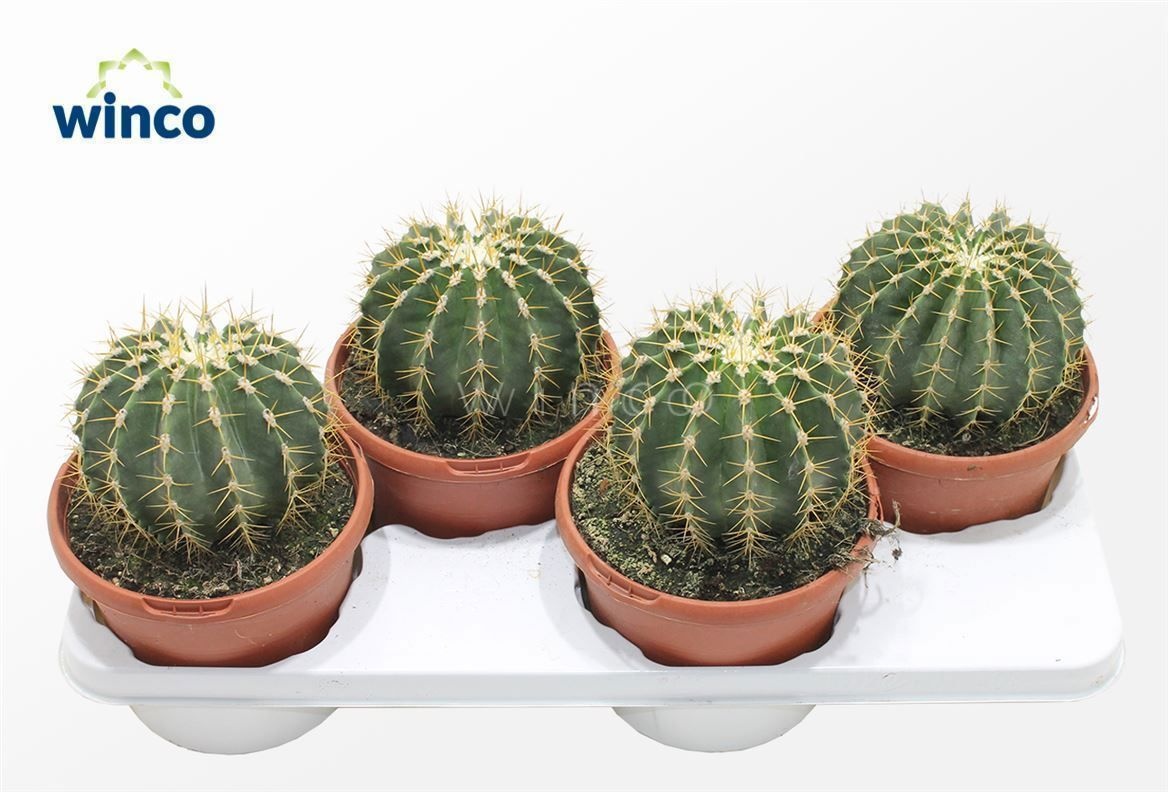 Ferocactus Schwarzii, D 17 cm