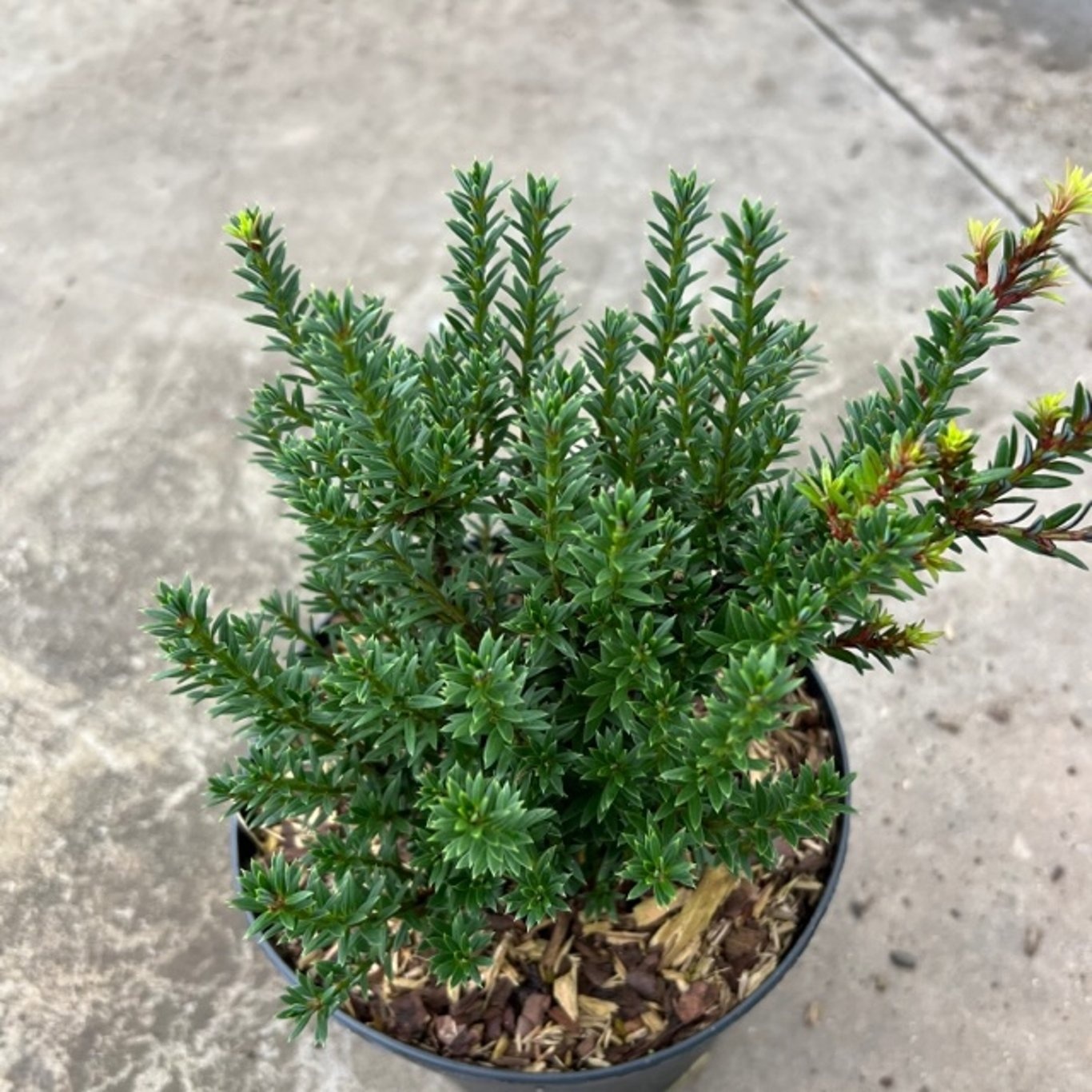Podocarpus nivalis 'Jalako Red', D 17