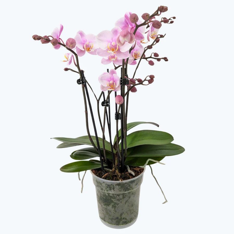 Phal. 3-4 tak 'Roskilde' 12 cm Topf 'Two of Us', D 12