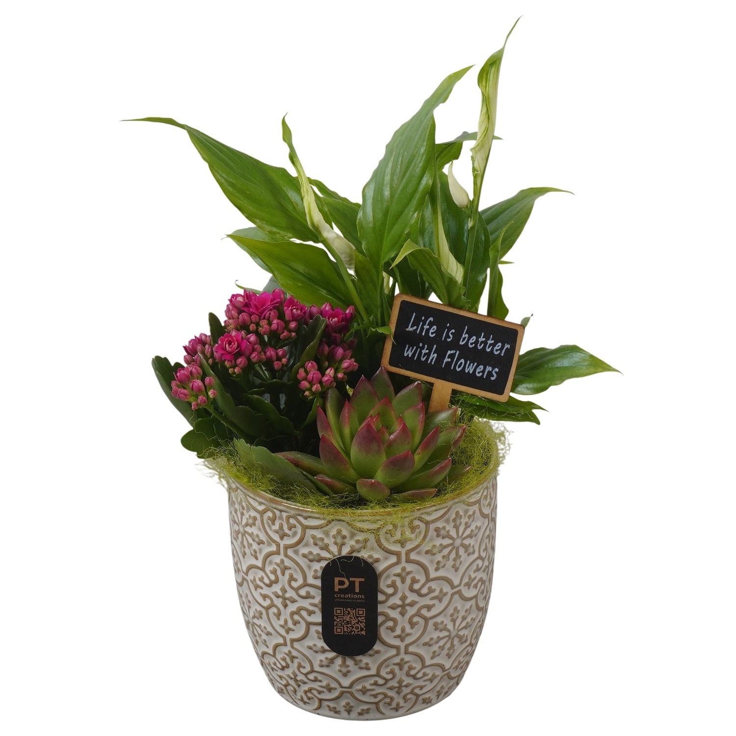 PTIB5191 Arrangement Indoor in keramiek pot, D 12