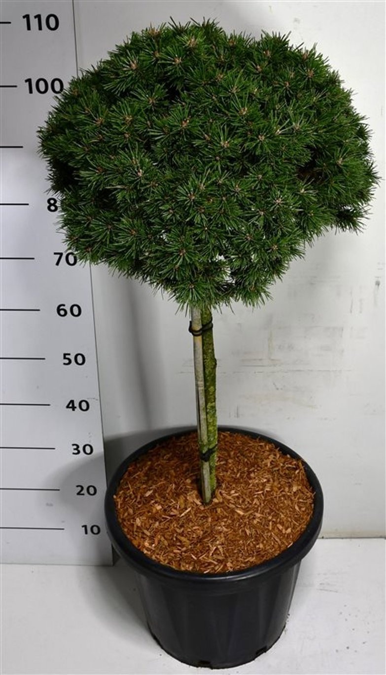 Pinus mugo 'Austreim', D 38