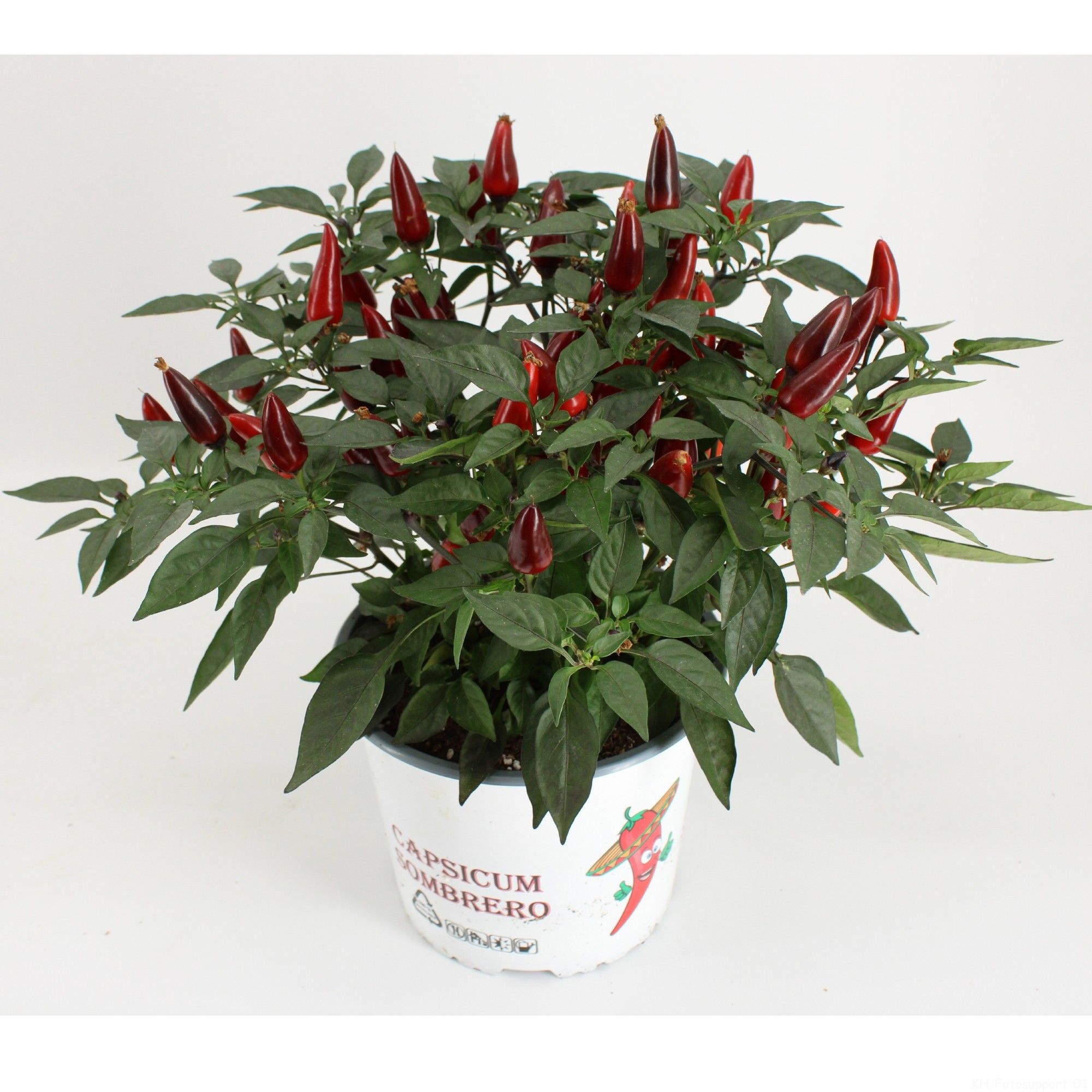 Capsicum Sombrero Purple, D 15