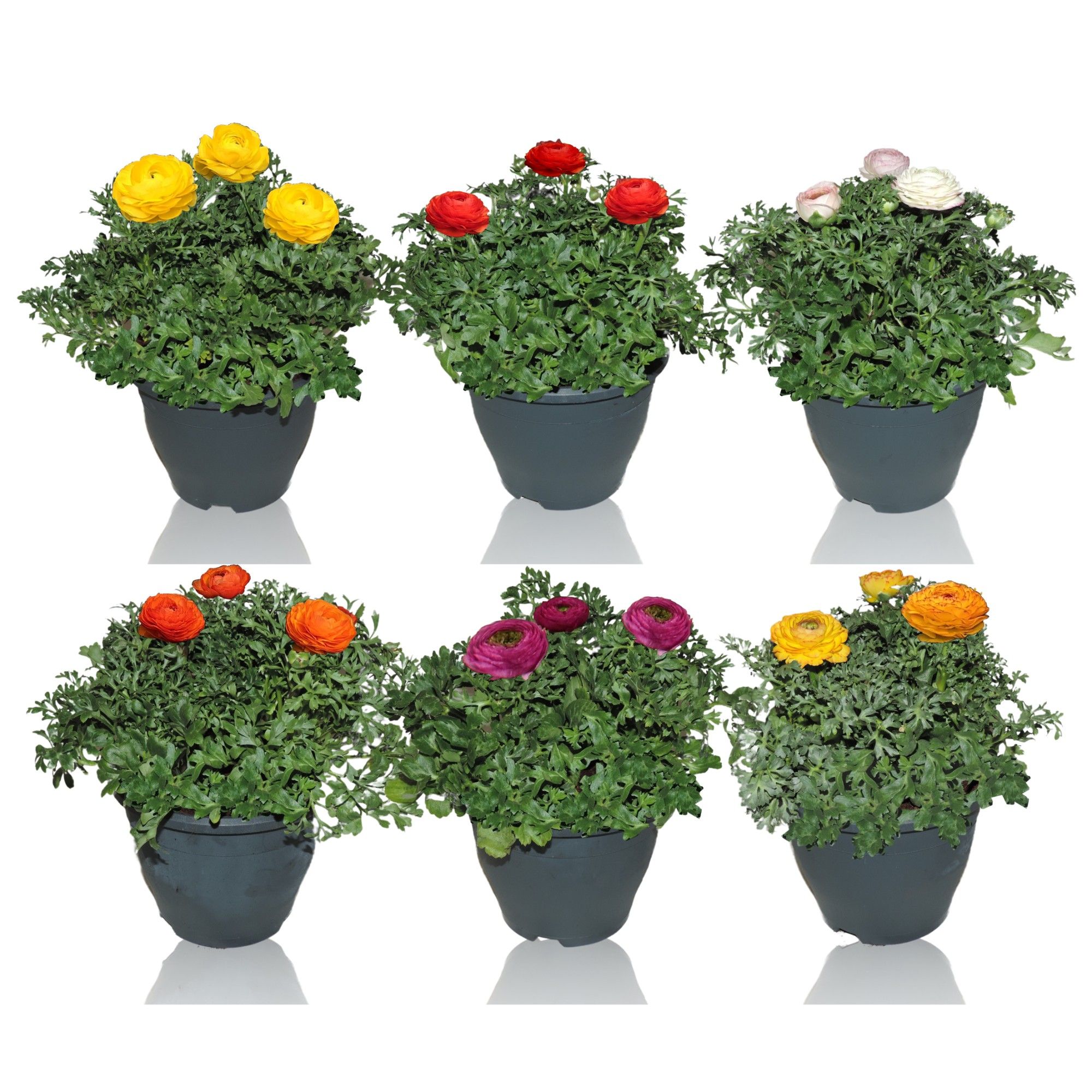 Ranunculus Sprinkles Patiopot 19 cm Gemengd, D 19
