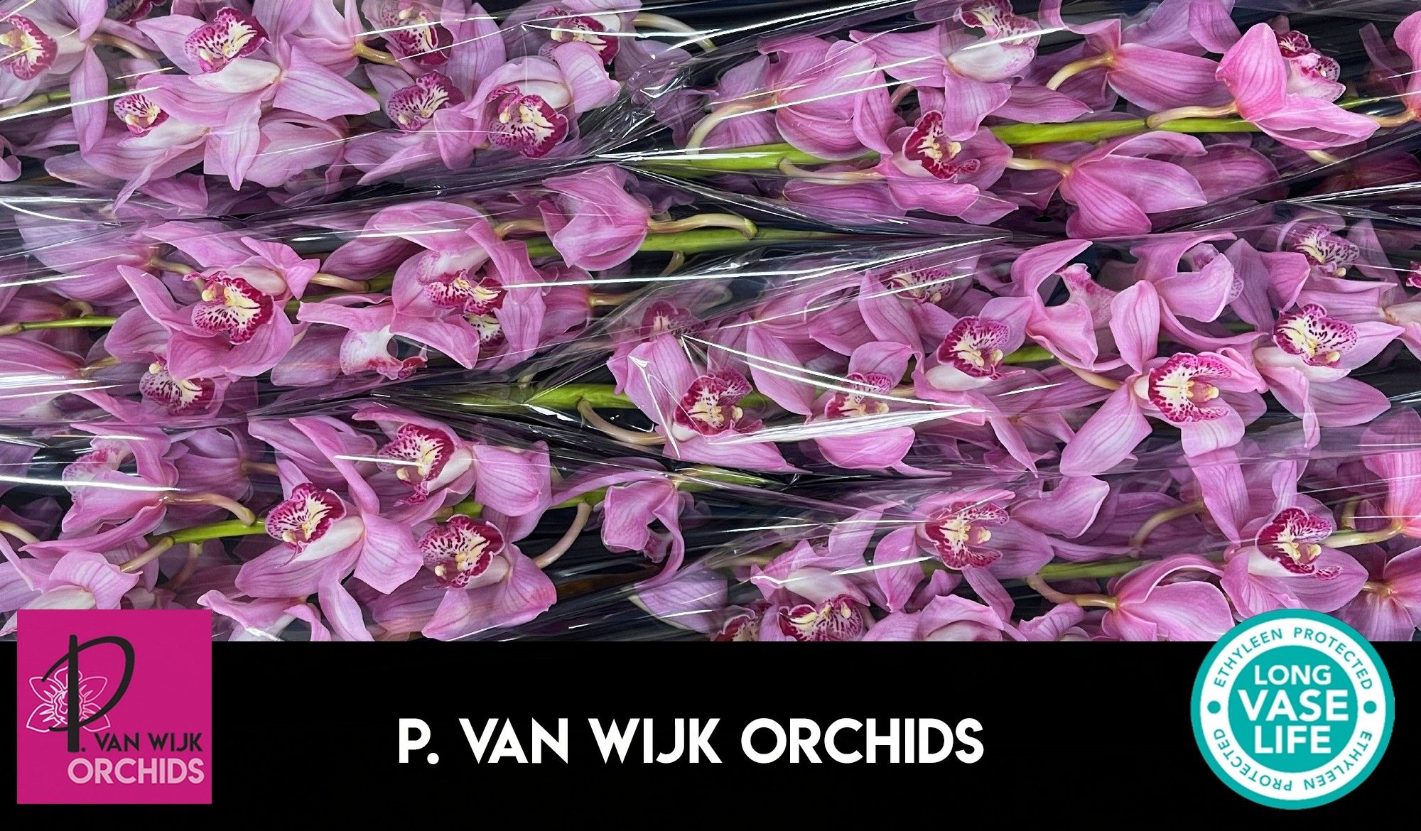 Цимбидиум Пинк Флойд x6 80, шт.