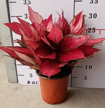 Аглаонема ред лиф энджел 14 30