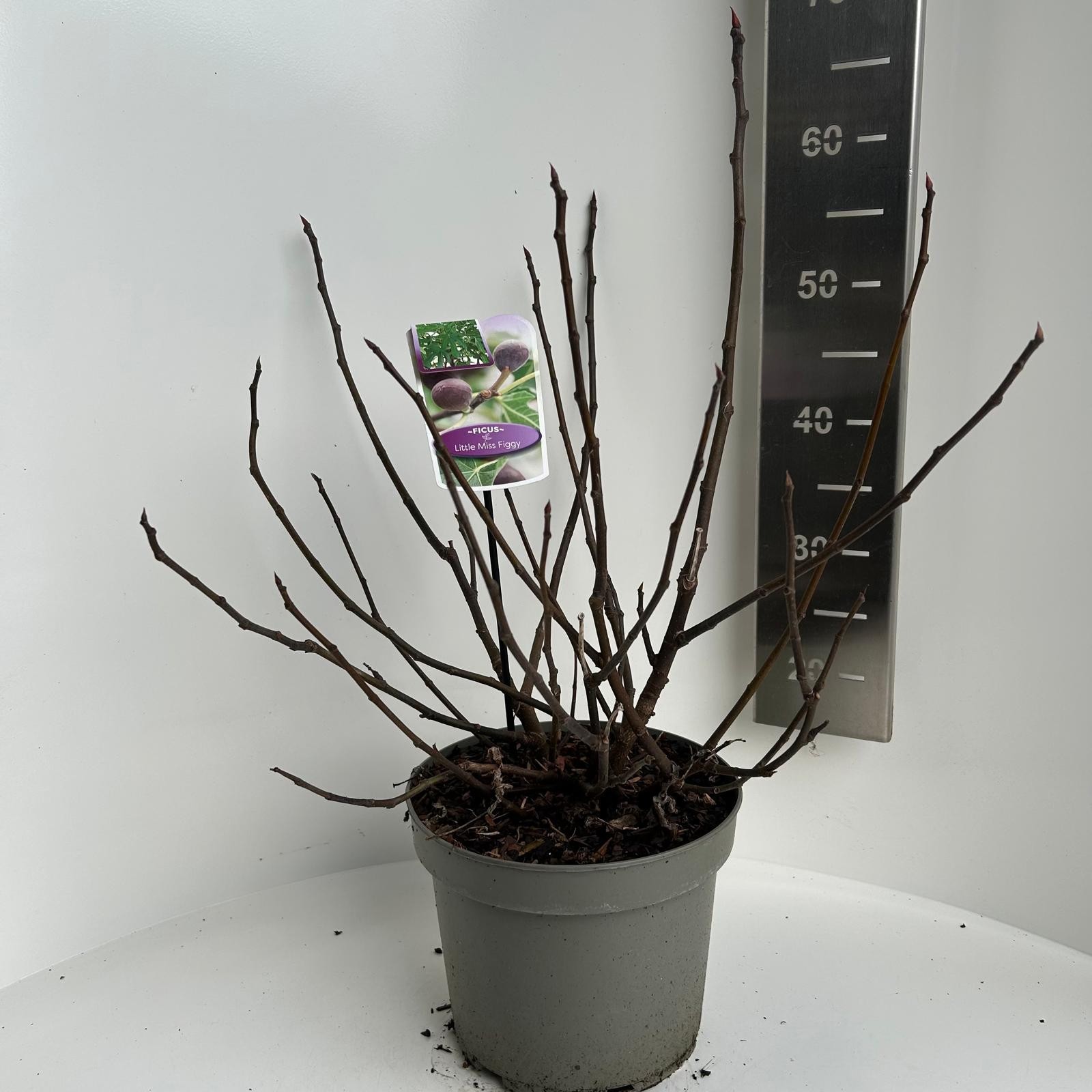 Ficus carica Little Miss Figgy, D 23