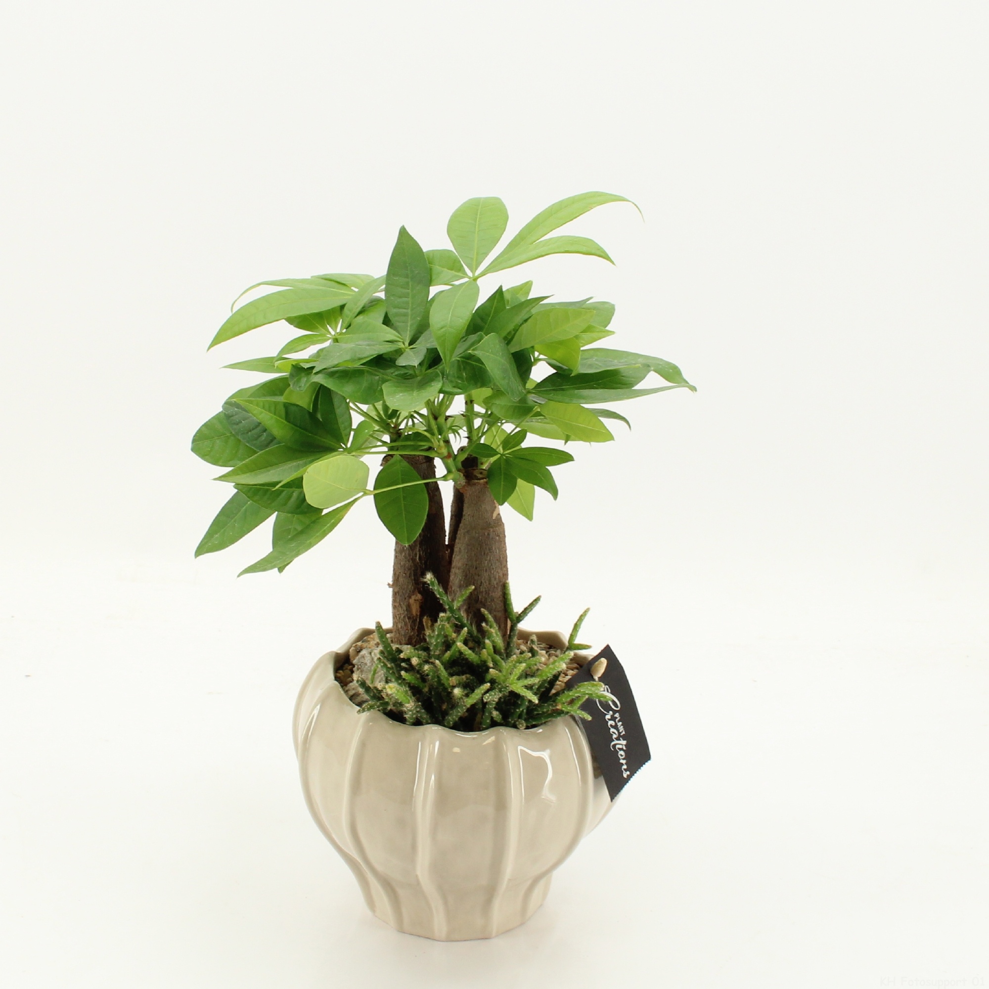 GRCR-2635 Green Essentials, D 16