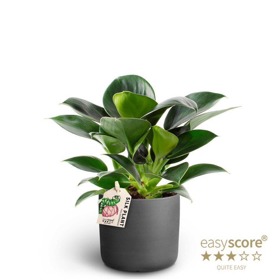 PHILODENDRON ERUBESCENS 40925050 Raw Black Green Princ, D 10 cm PHILODENDRON ERUBESCENS 40925050 Raw Black Green Princ, D 10 cm