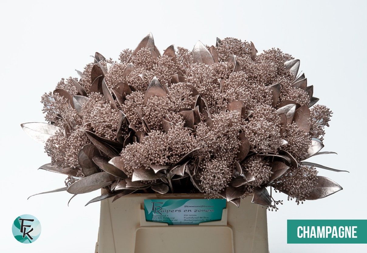 Скимия Овериг крашеный за пучок (краш. ) 45, пуч.