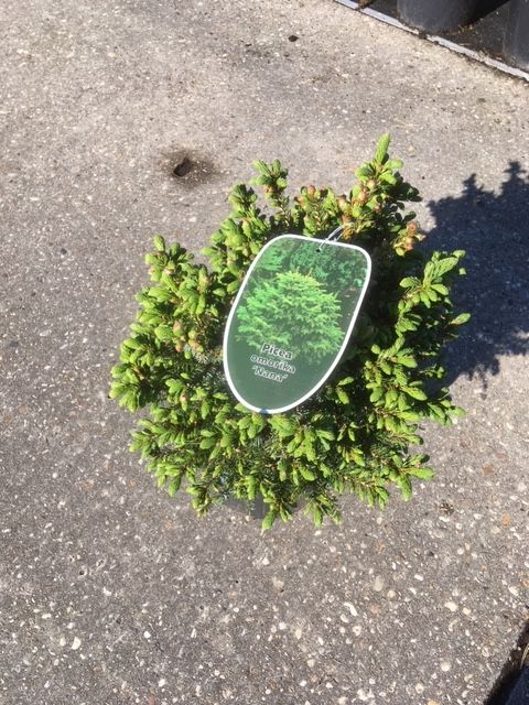 Picea omorica 'Nana', D 26 cm
