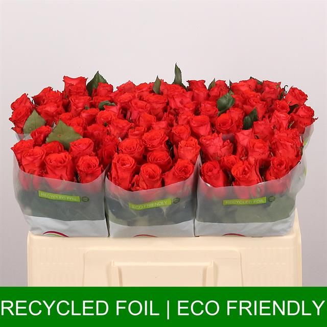 Роза од. Брайт Торч 50, шт.