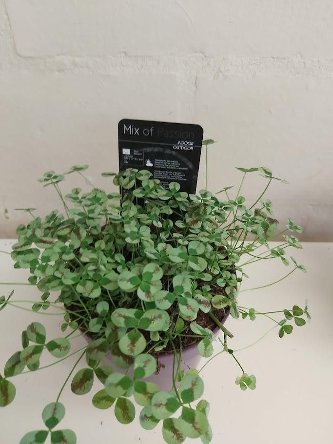 564 PLC : Pot 12 cm TRIFOLIUM REPENS SWEET MIKE, D 12