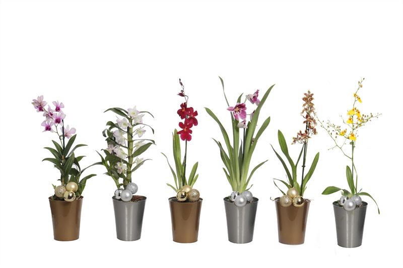 Linge p12 gold/silver Orchideeen mix 1T Kort, D 12