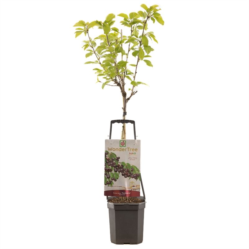 Wonder Tree Sunburst Zoete kers, D 24 cm Wonder Tree Sunburst Zoete kers, D 24 cm
