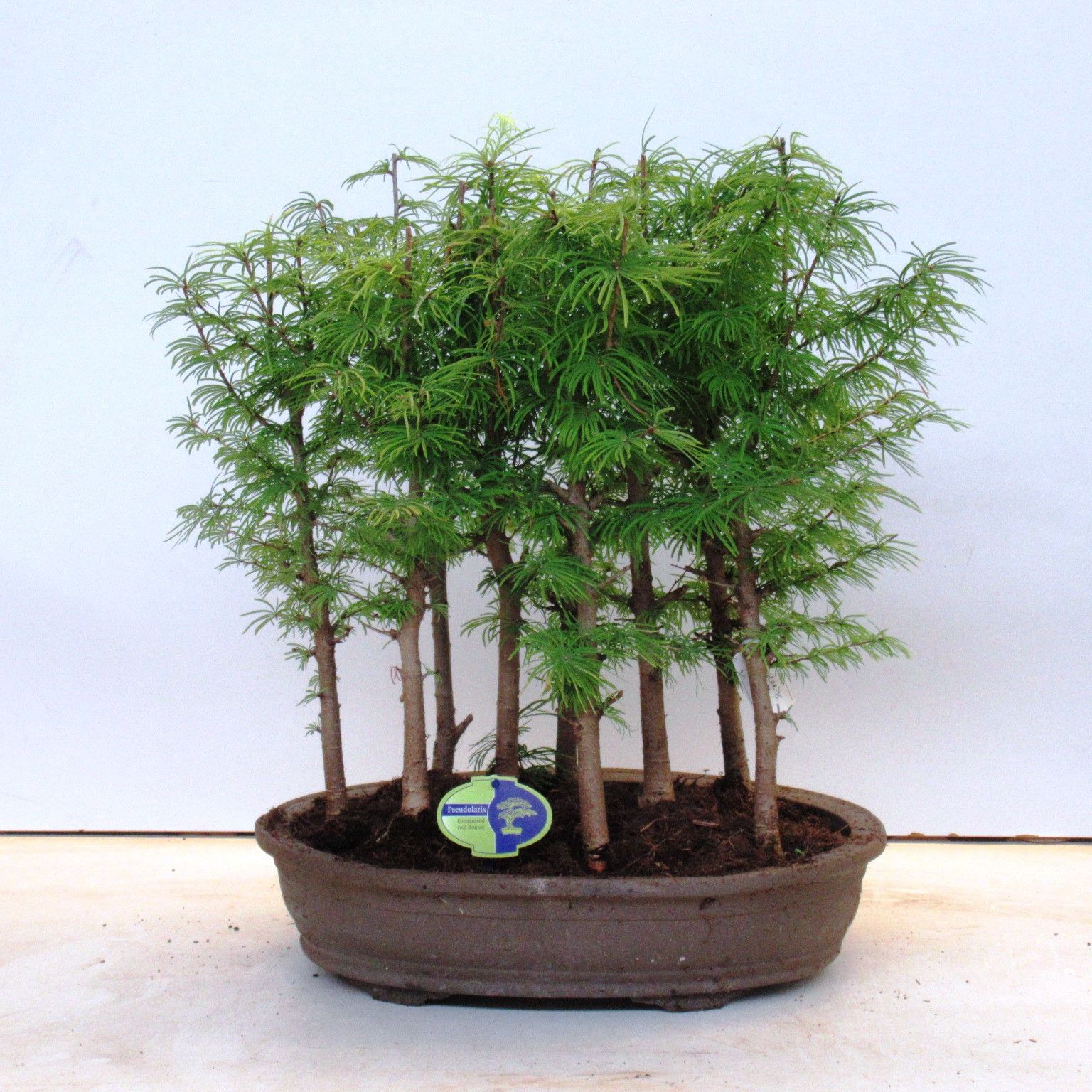 Pseudolarix amabillis, forest, D 43 cm