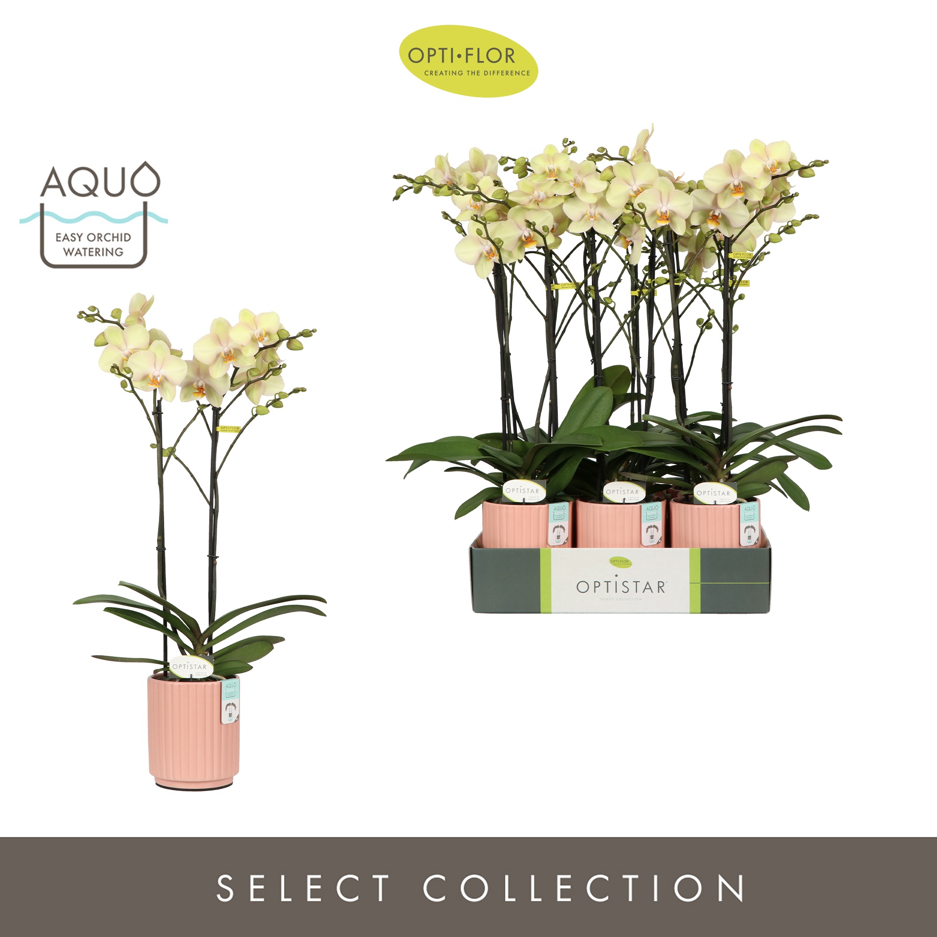 Optistar Shakira 2 spike in Molise Salmon Aquo, D 12 cm