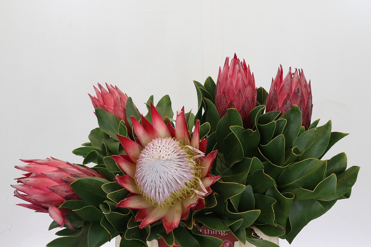 Протея Цинароидес Мадиба 40 (красн.), шт.