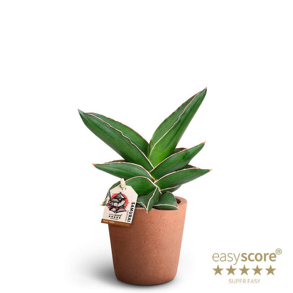 SANSEVIERIA EHRENBERGII 40920000 Terracotta SAMURAI, D 10 cm SANSEVIERIA EHRENBERGII 40920000 Terracotta SAMURAI, D 10 cm