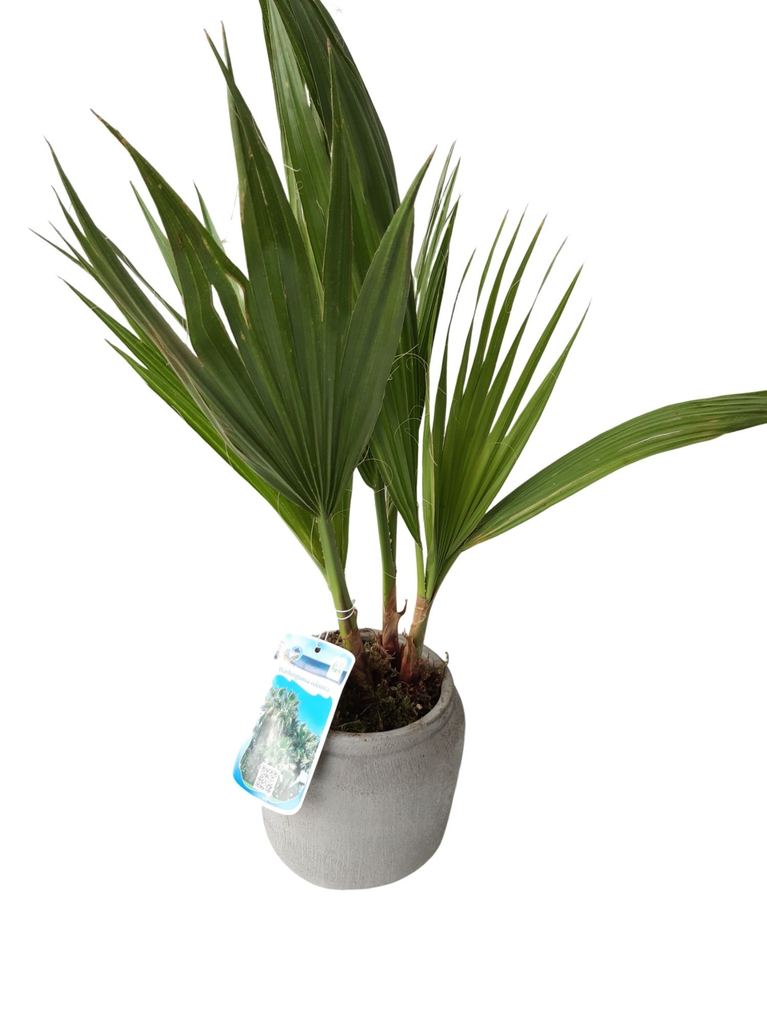 RGP16WR Rude grey pot Washingtonia, D 16