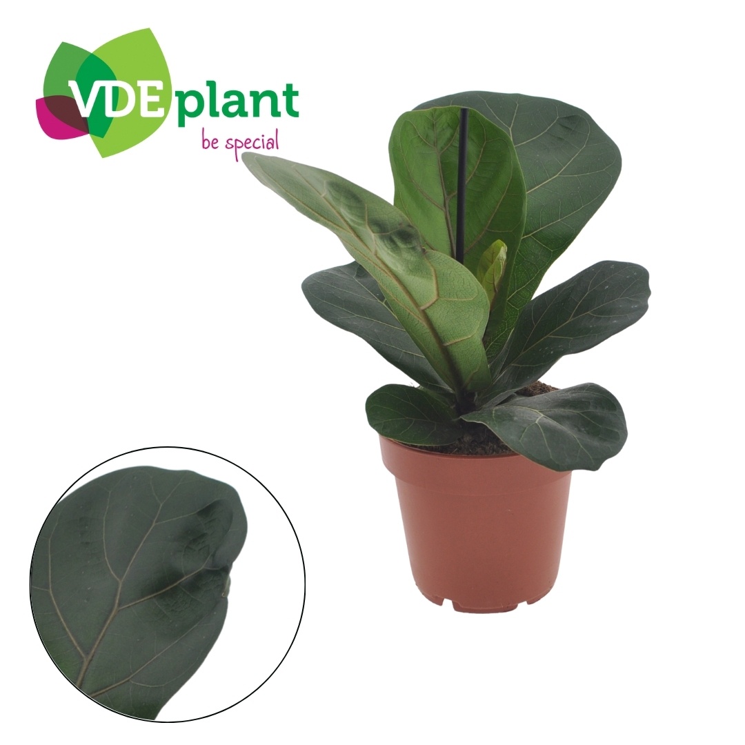Ficus Lyrata Bambino, D 12