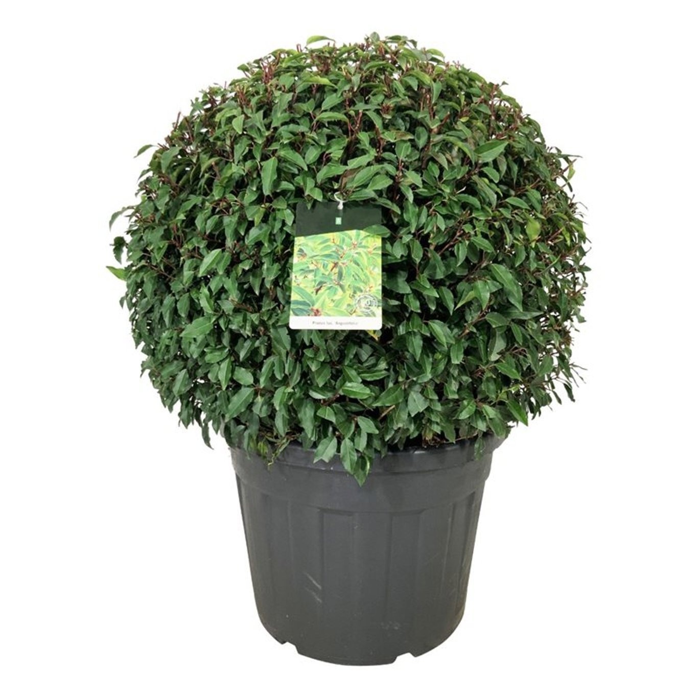 Prunus lus. 'Angustifolia', D 60