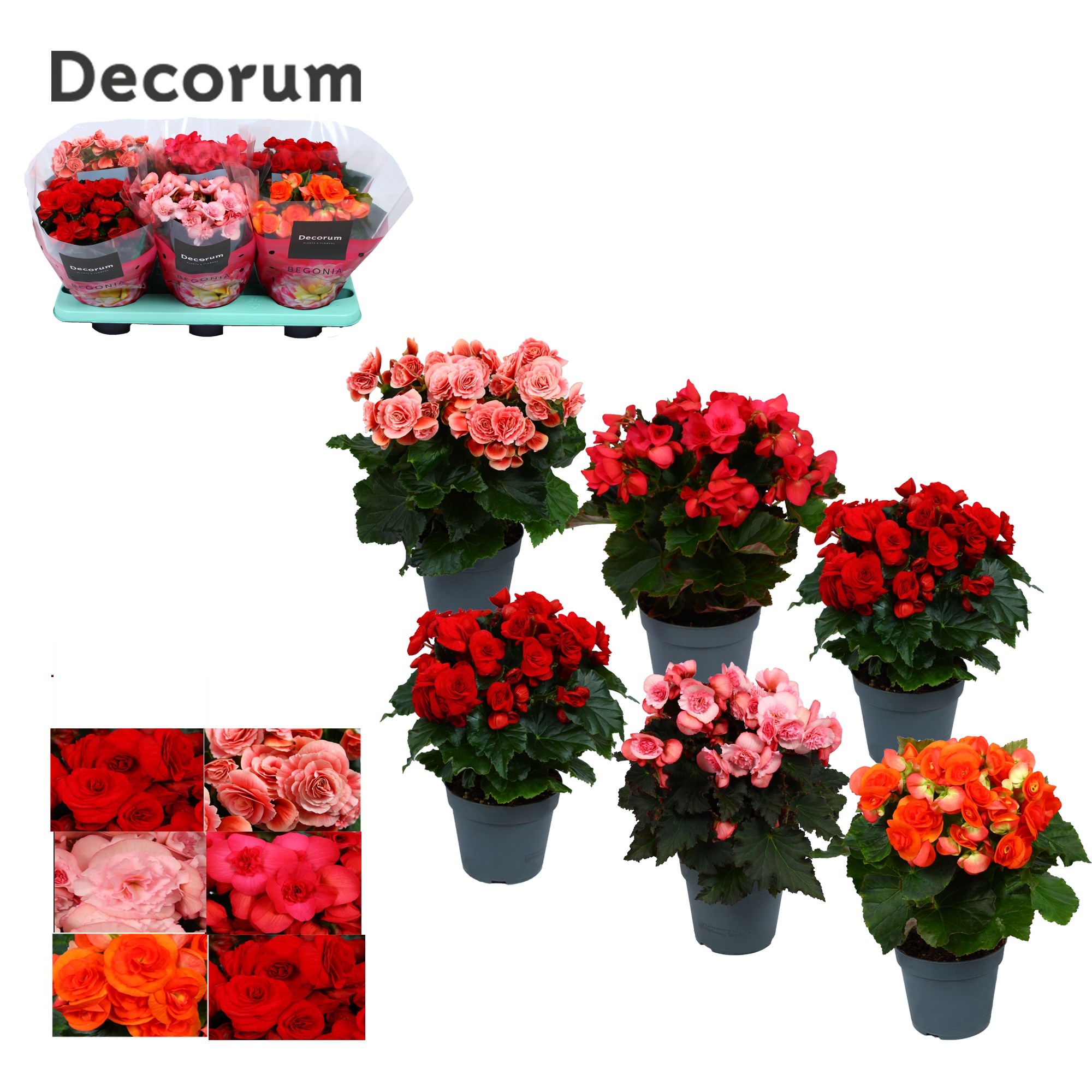 Begonia gemengd zonder geel/ wit Decorum, D 14