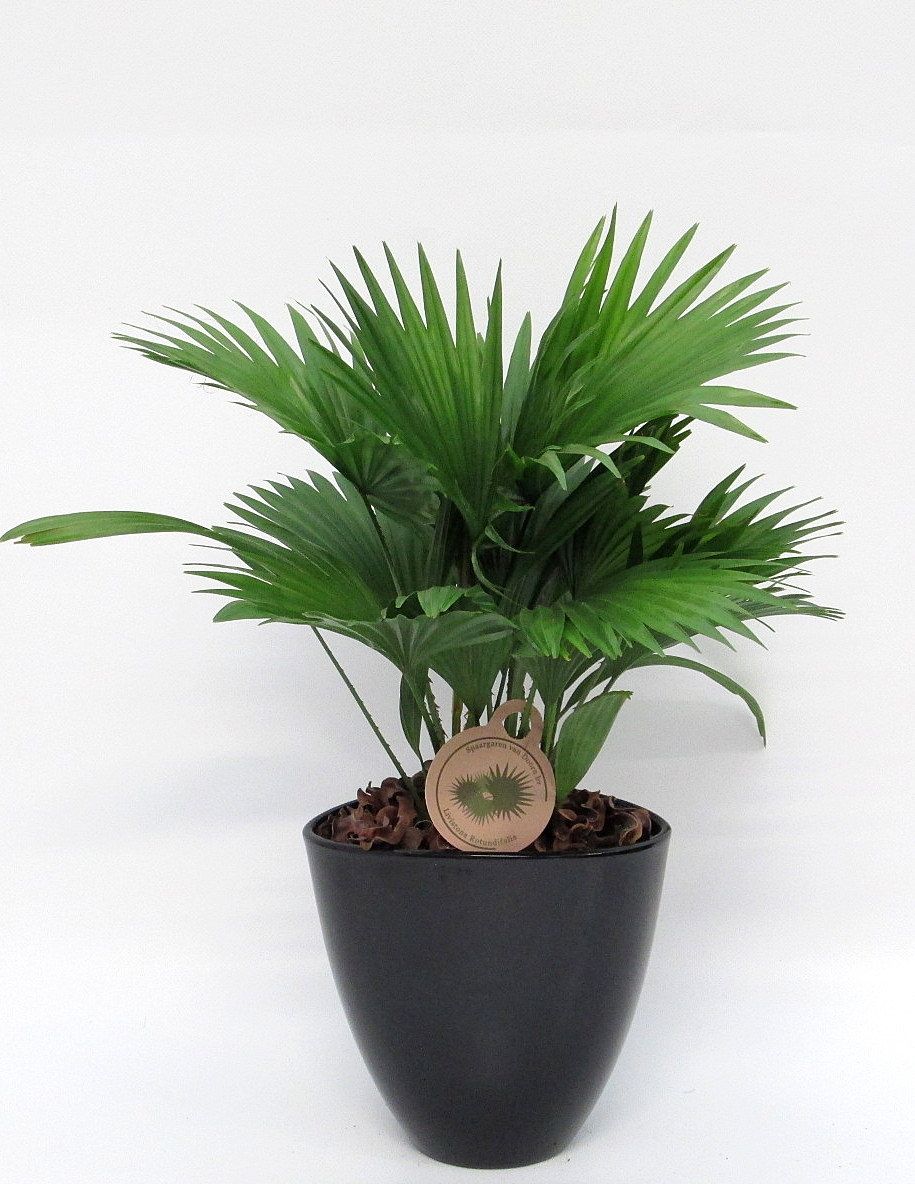 Livistona rotundifolia in avani pot, D 22