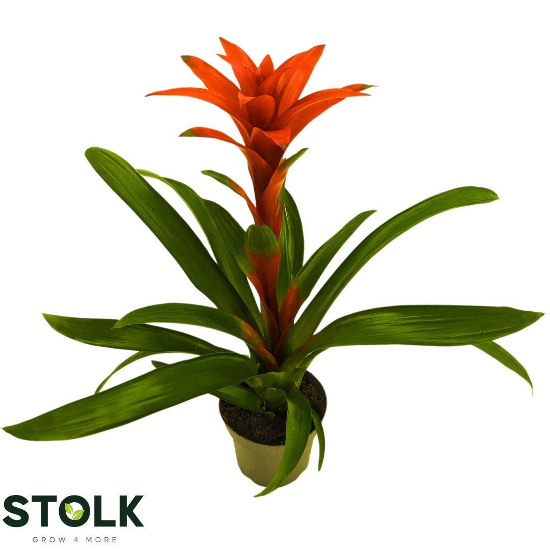 Guzmania 14cm "Brimstone", D 14