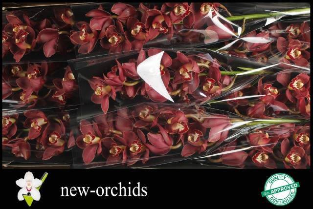 Цимбидиум Привайн x9 60, шт.