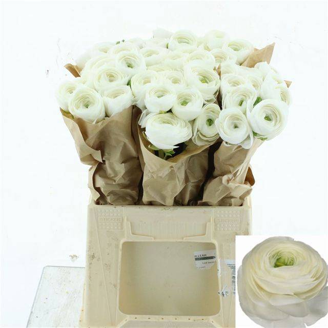 Ранункулус Саксесс Фирензе 45, шт.