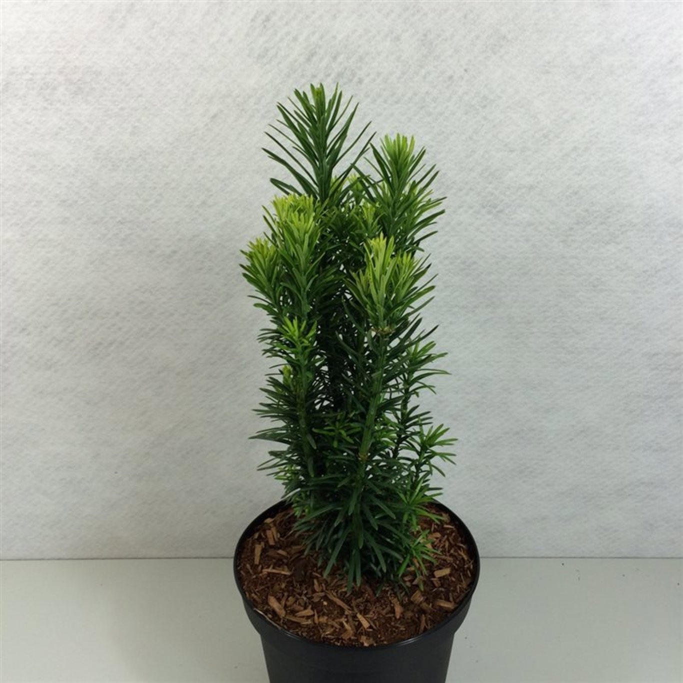 Cephalotaxus harringtonii 'Fastigiata', D 26 cm