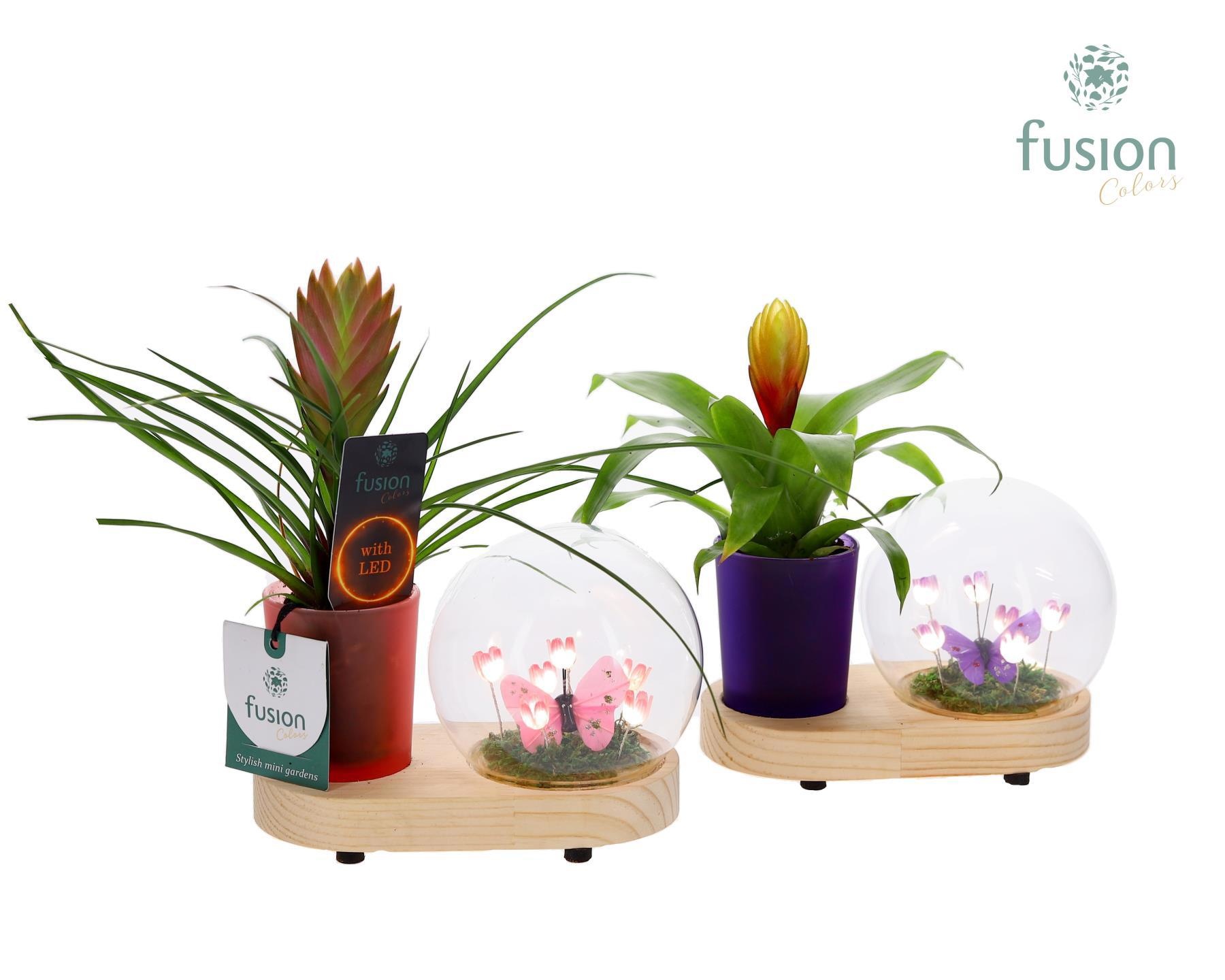 LED Lichtbal Bloemen houten planter met Bromelia, D 16