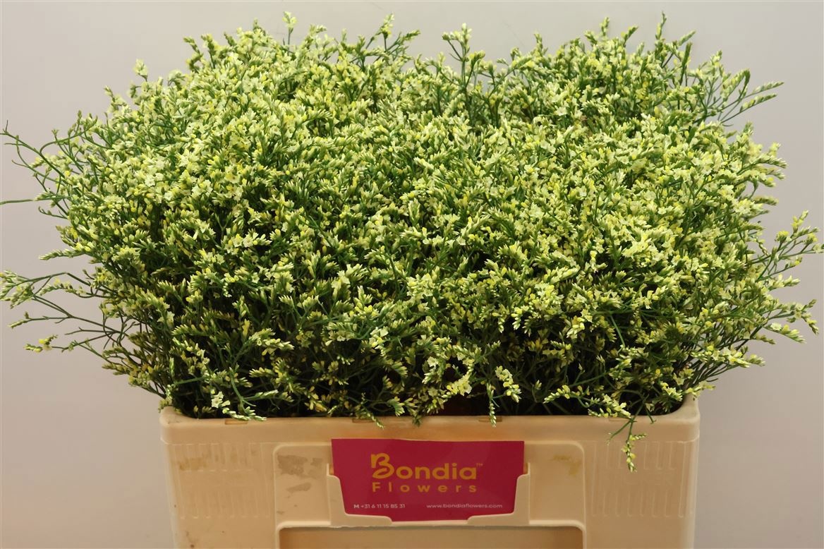 Лимониум Чайна Саммер 50, шт.