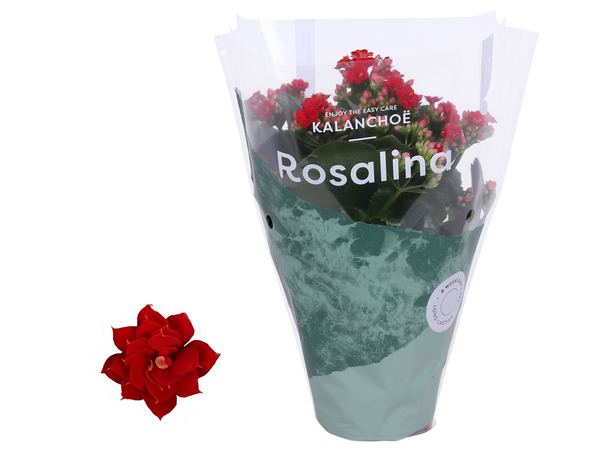 Kalanchoe Rosalina 12cm Don Justino rood, D 12