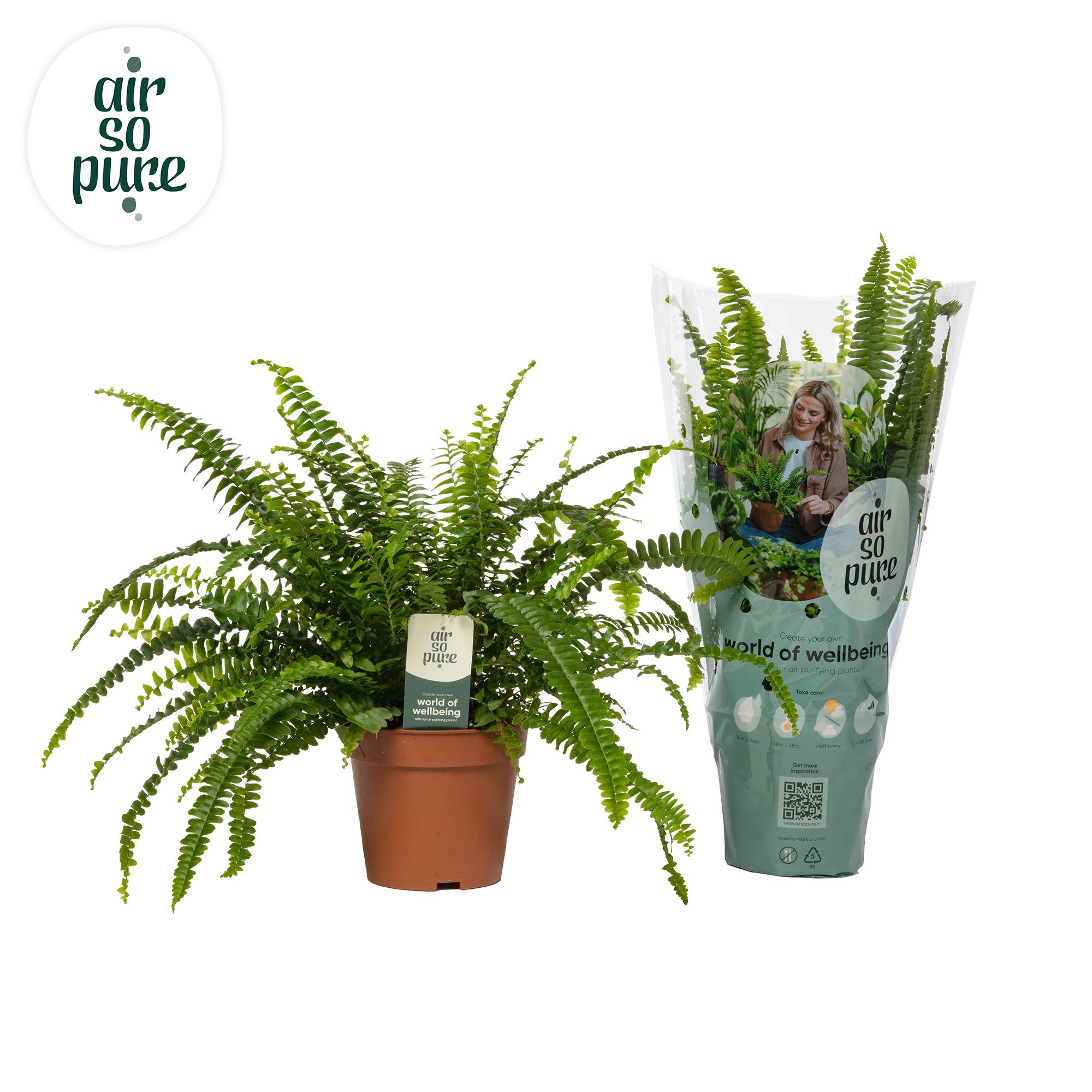 Nephrolepis Green Lady - Air So Pure, D 12