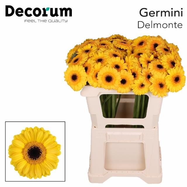 Гермини Дельмонте, шт.