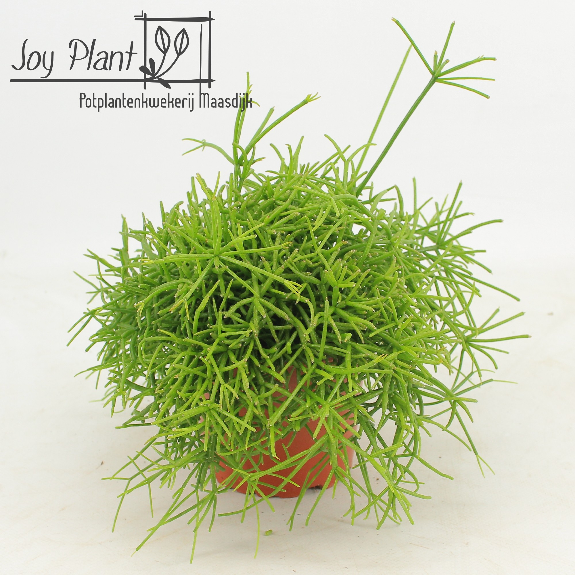 Rhipsalis Cassutha Oasis p12 zonder etiket, D 12