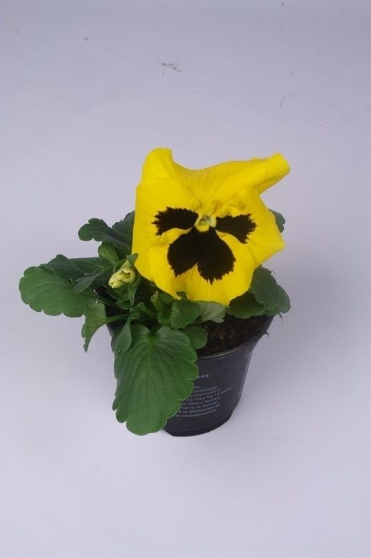 Viola Colossus F1 Yellow with Blotch, D 9 cm