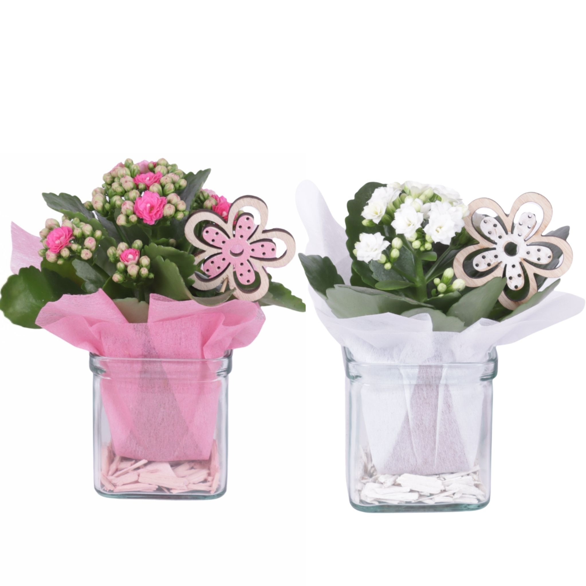 Yearround Arr. Indoor Glass Accuglas Square Ø08cm 1PP, D 8