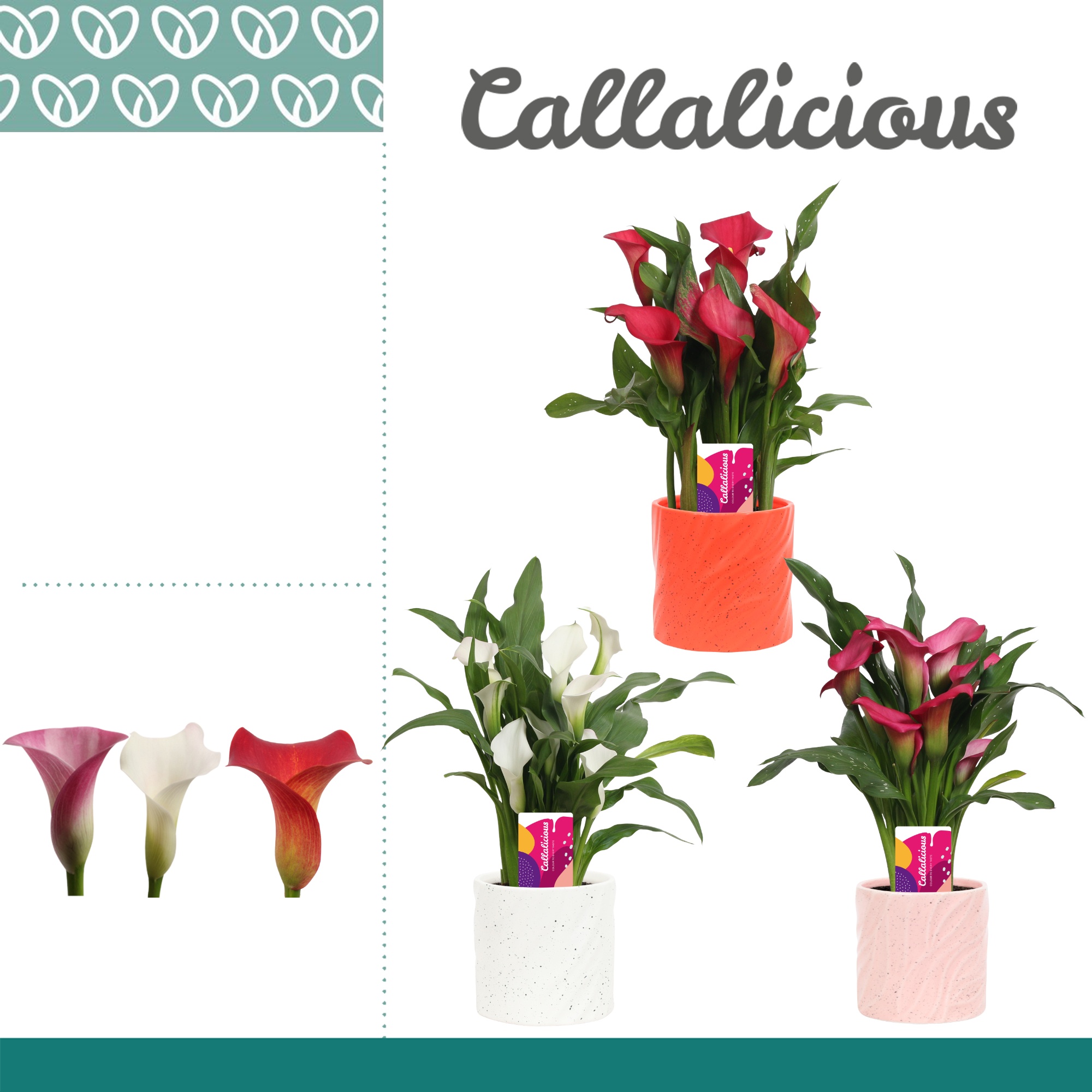 Zantedeschia (Calla) Mix in Ompot Yara, D 12