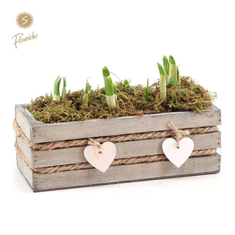 (DN491) Narcissus Julie [L] Mos, D 16 cm