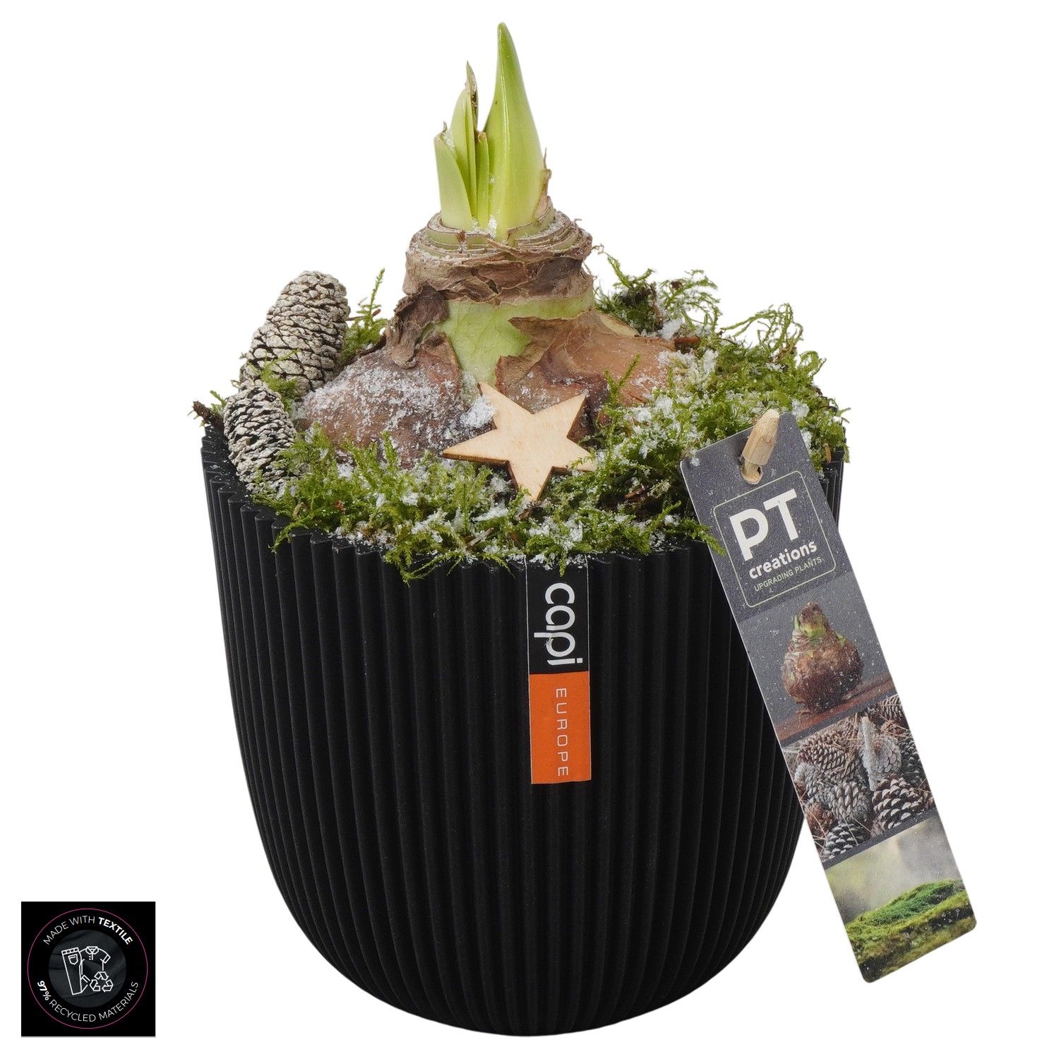 PTACH5917 Arrangement Amaryllis Christmas in capi pot, D 13 cm