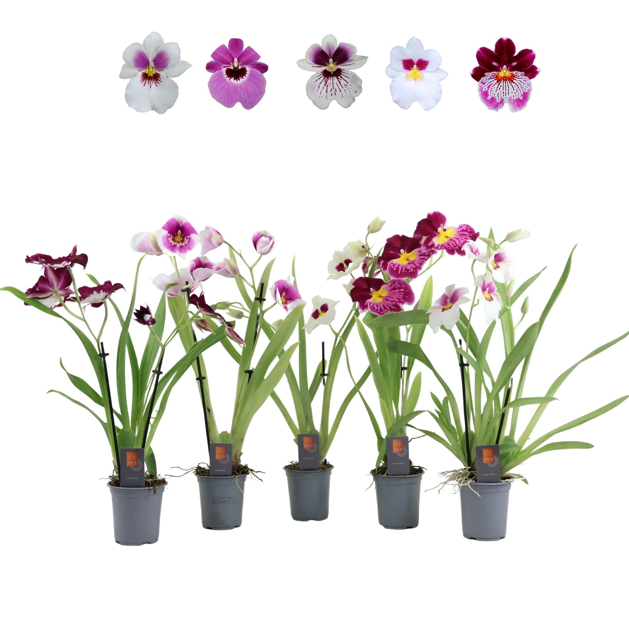 Inca Miltoniopsis mix 2 spike 9cm, D 9