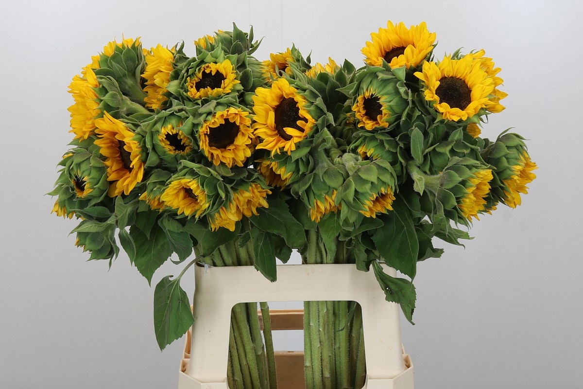 Гелиантус Оранж Фае 65, шт.