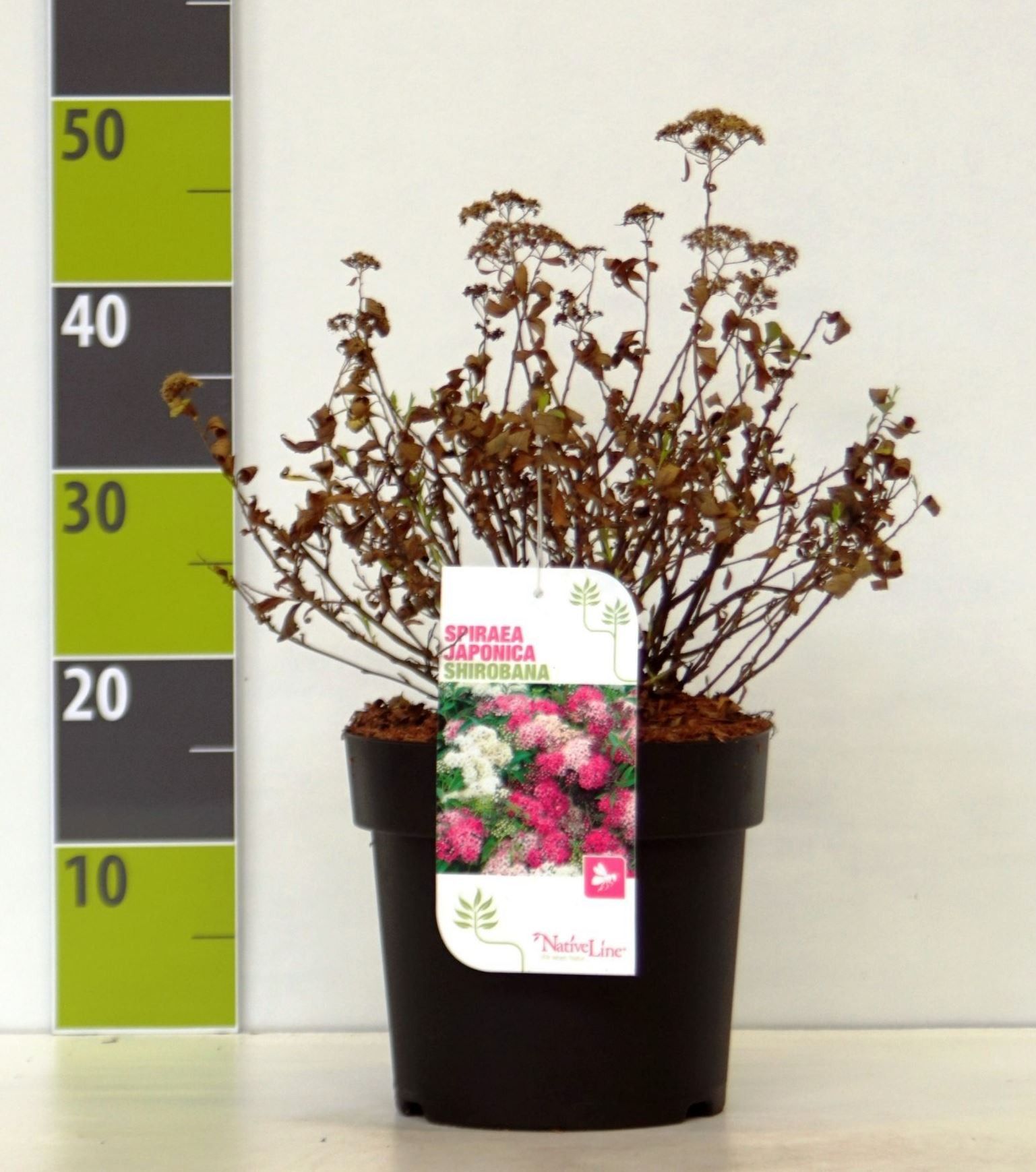Spiraea japonica 'Shirobana' C 4,6, D 23