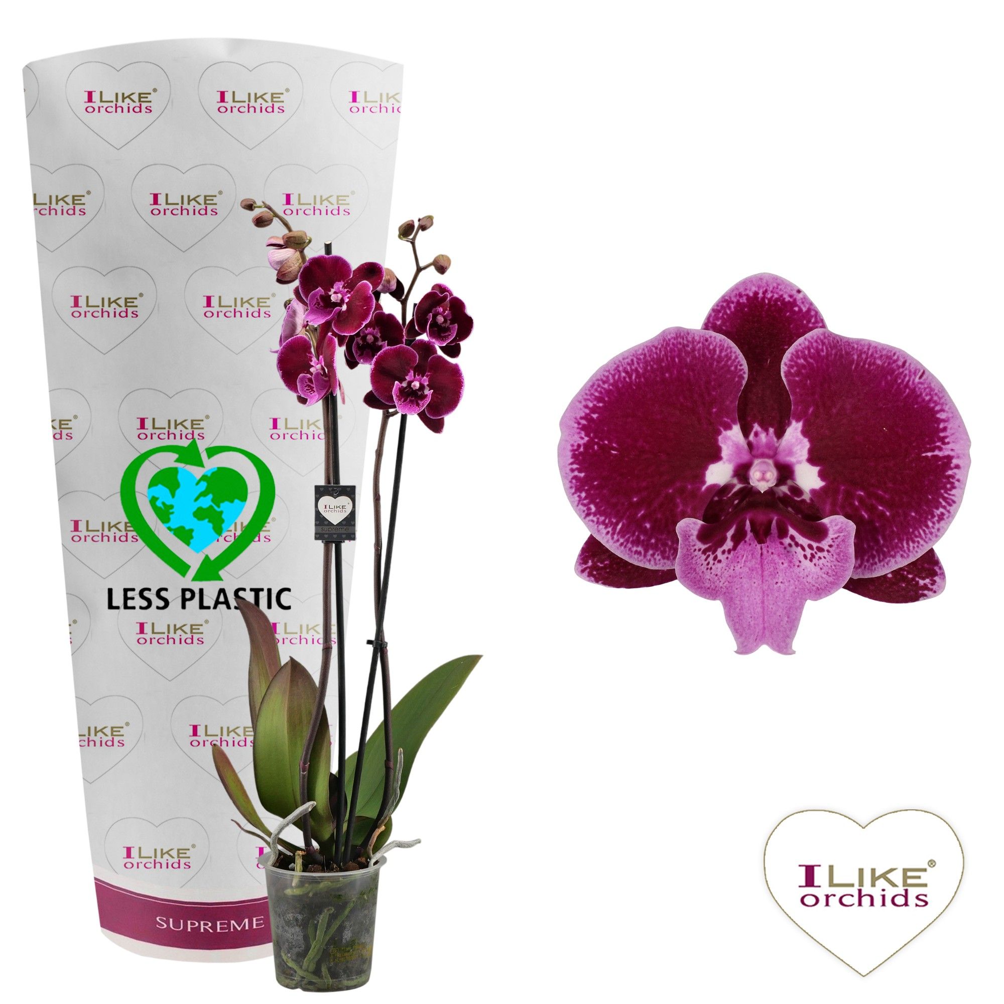 Phalaenopsis Lembongan - 2 tak 60cm (Less plastic), D 12