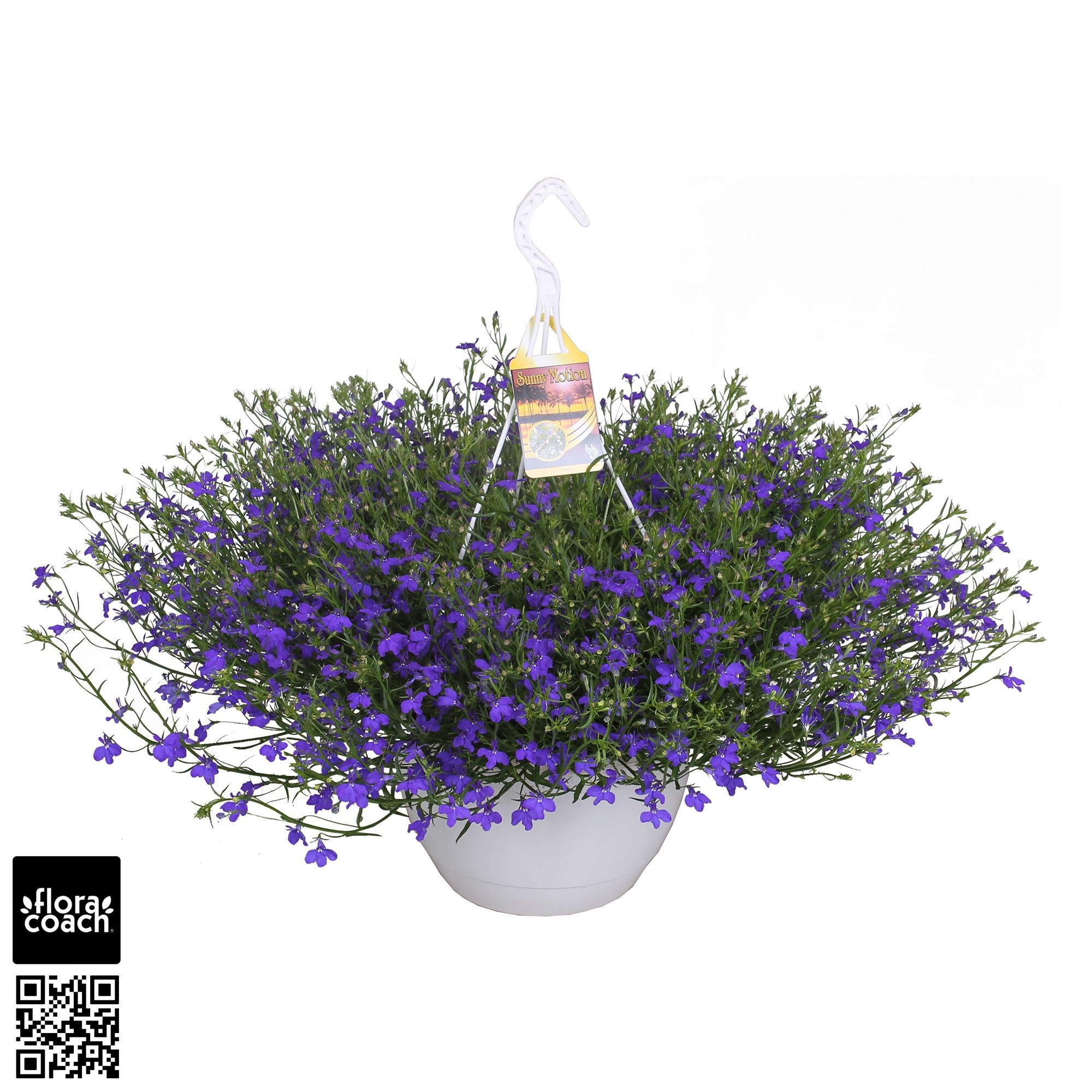 Sunny Motion® Lobelia 'Dark Blue', D 25