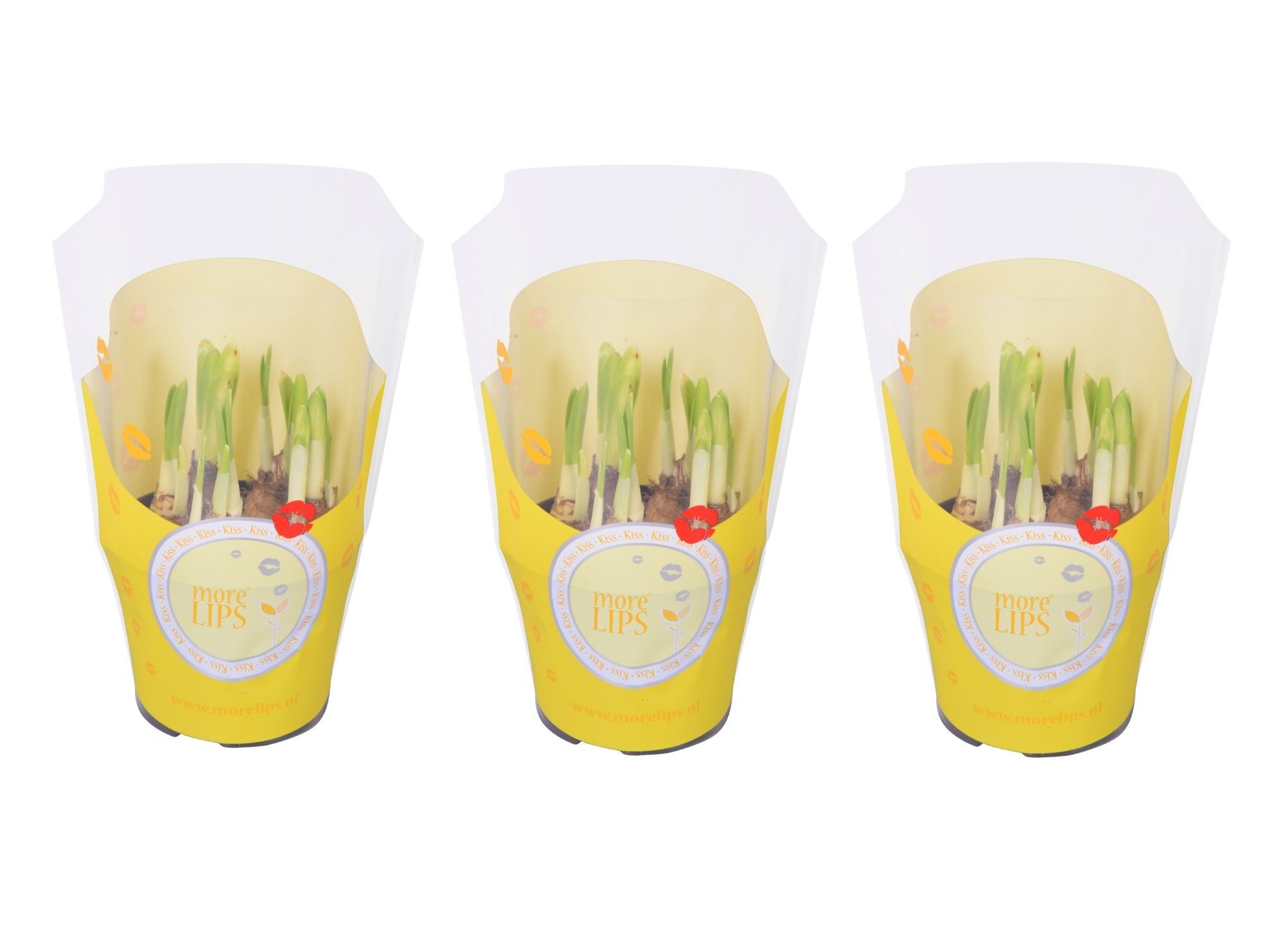 MoreLIPS® Narcis 'Tete a tete' in gele showhoes, D 10,5