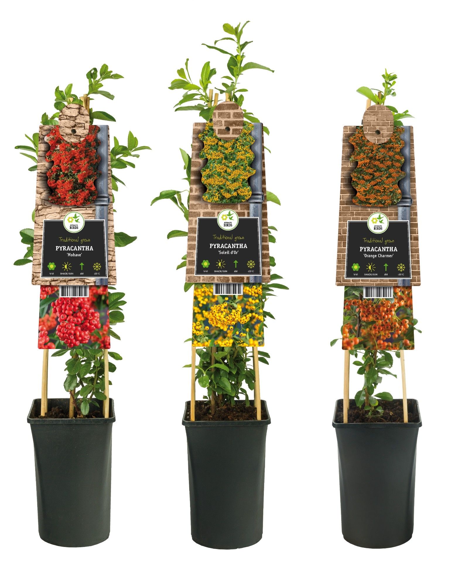 Mixshelf Pyracantha +3.0 label, D 17